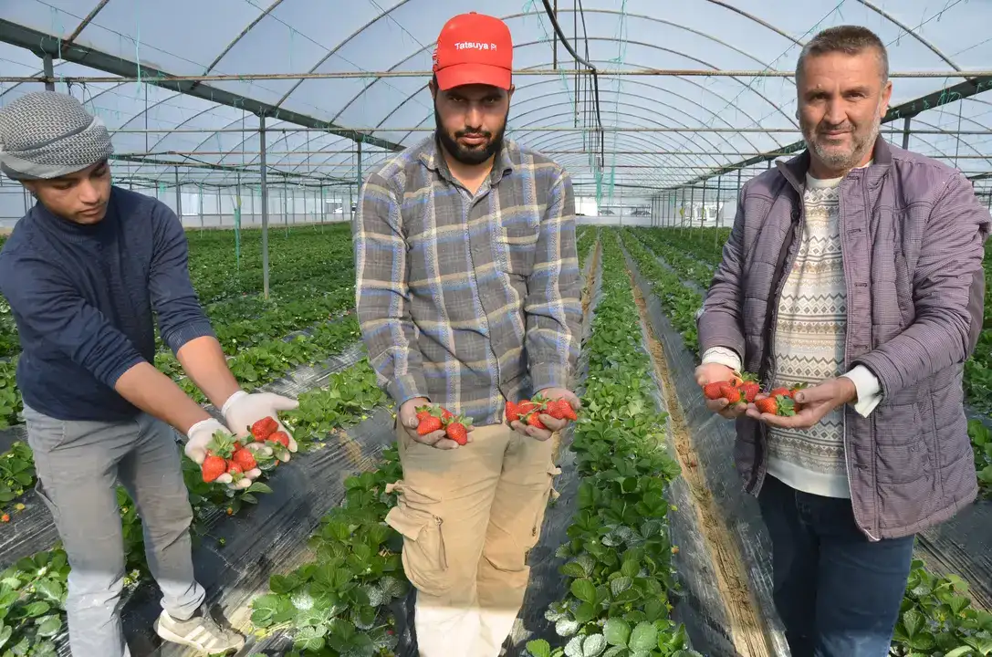 Serik’te Turfanda Çilek Hasadı Başladı 2